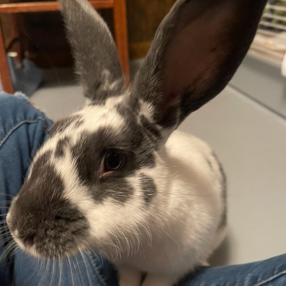 Bunny Nuggetz All Natural Organic Premium Fertilizer - Picture 5 of 5